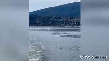 DFO searching for injured whale struck by B.C. Ferries vessel in Howe Sound