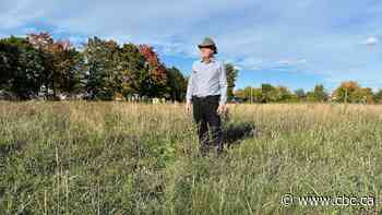Windsor Votes 2026: Mowing of city parks becomes election issue