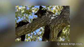 Albuquerque Fire Rescue helps get bears out of tree at local golf course