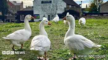 Town's celebrated geese to get their own shop