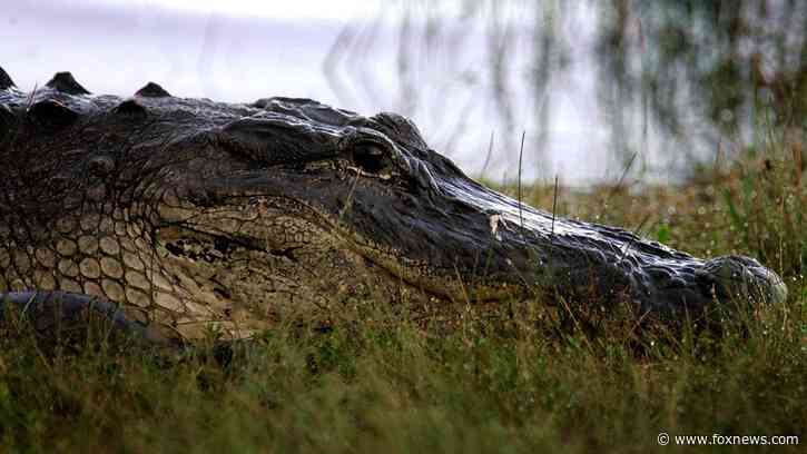 Florida fisherman, 71, killed by nearly 12-foot alligator as rescuers face more gators
