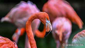 Canadian who stole a Las Vegas flamingo after drinking '30 to 40' beers convicted of animal cruelty