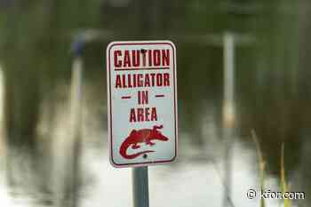 Alligator kills 71-year-old fisherman in Florida