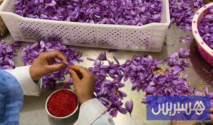 الزعفران المغربي يواجه تحديات المناخ والمنافسة مع اقتراب ذروة الجني