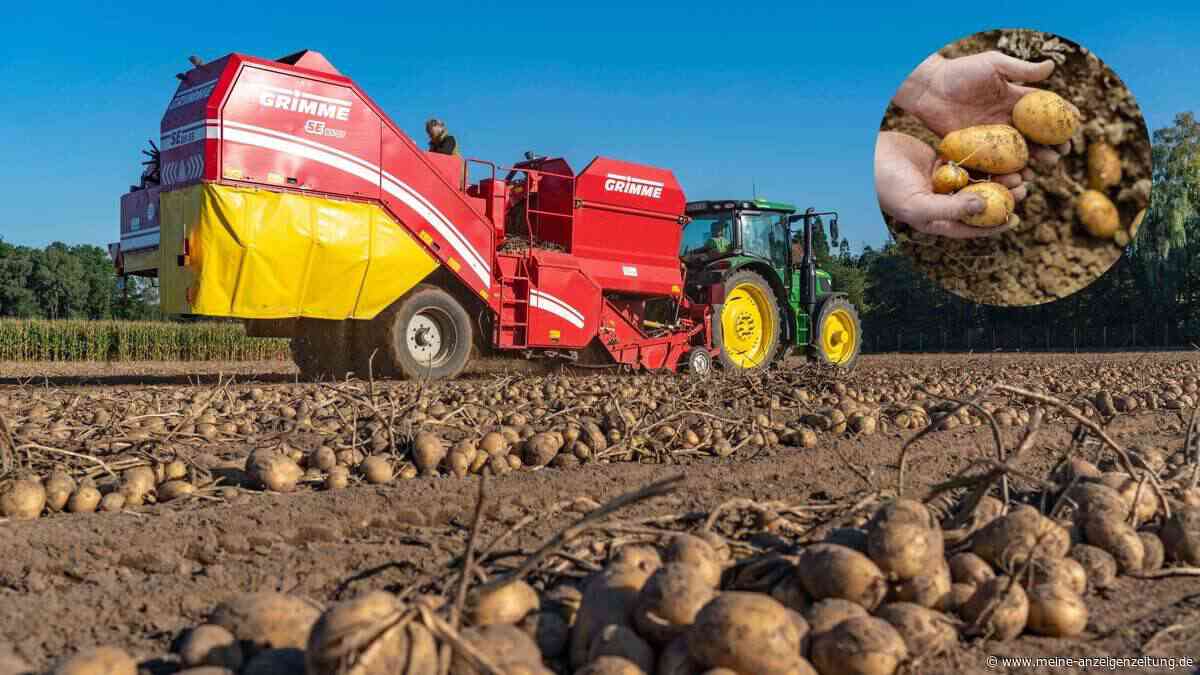 Kartoffelernte bricht ein – Minister Rainer besorgt: „Verbraucher spüren die Folgen beim Einkauf“