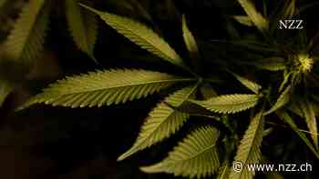KOMMENTAR - Cannabislegalisierung – mit der neuen Freiheit wird es nichts werden