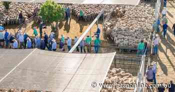 Why September export rebound masks longer-term sheepmeat lull