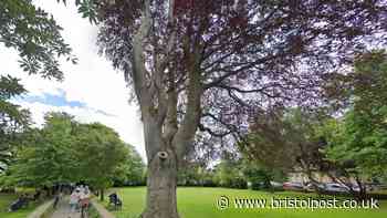 Bristol's most campaigned-about tree finally to get the chop