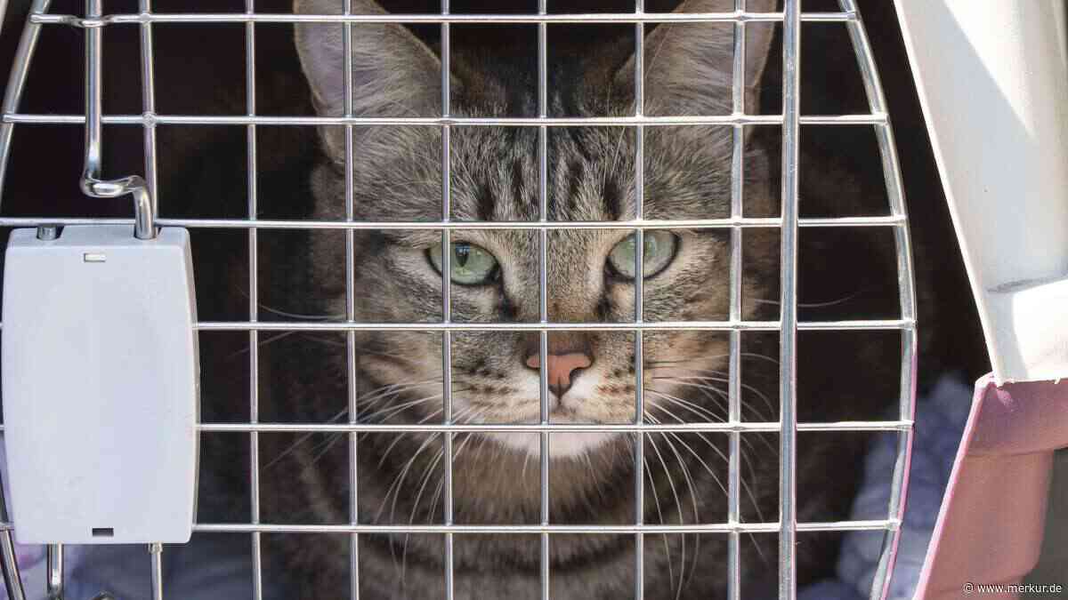 So macht der Handtuch-Trick den Tierarztbesuch für Ihre Katze leichter