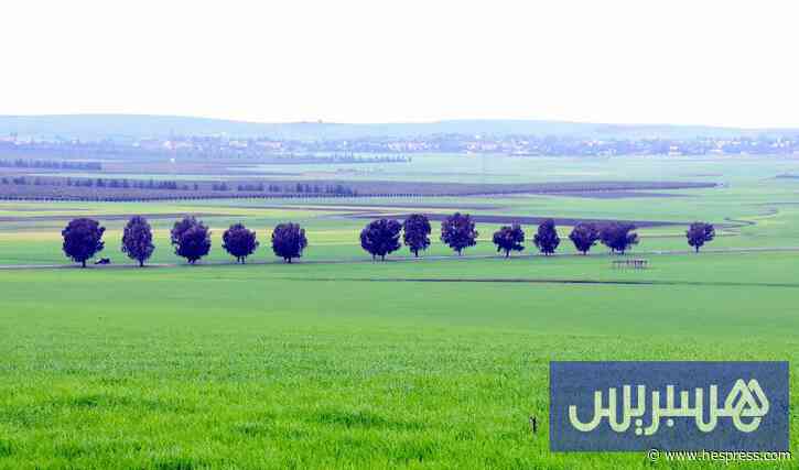 الأمطار تبعث تفاؤل فلاحي الشمال