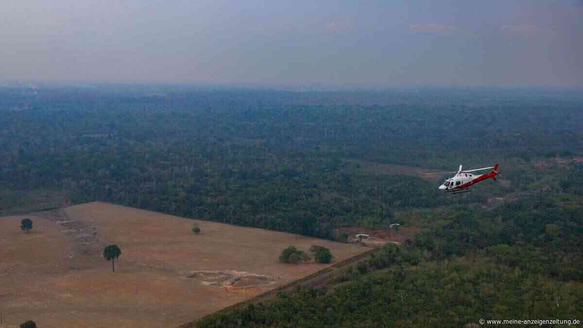 Amazonas-Abholzung in Brasilien auf Rekordtief, doch El Niño und enge Wahl gefährden Fortschritt