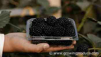 What Growers Should Know About the New ‘Fontana’ Blackberry