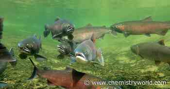 Tyremakers are searching for alternatives to salmon-killing additive