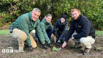 Volunteers help save one of London's rarest plants