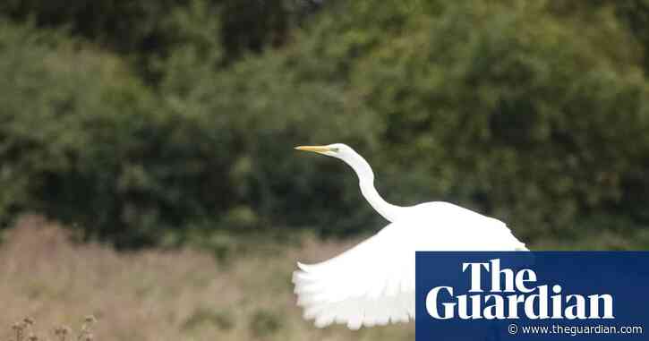 Country diary: A species brought to the edge of extinction, recovering in the fens | Mark Cocker