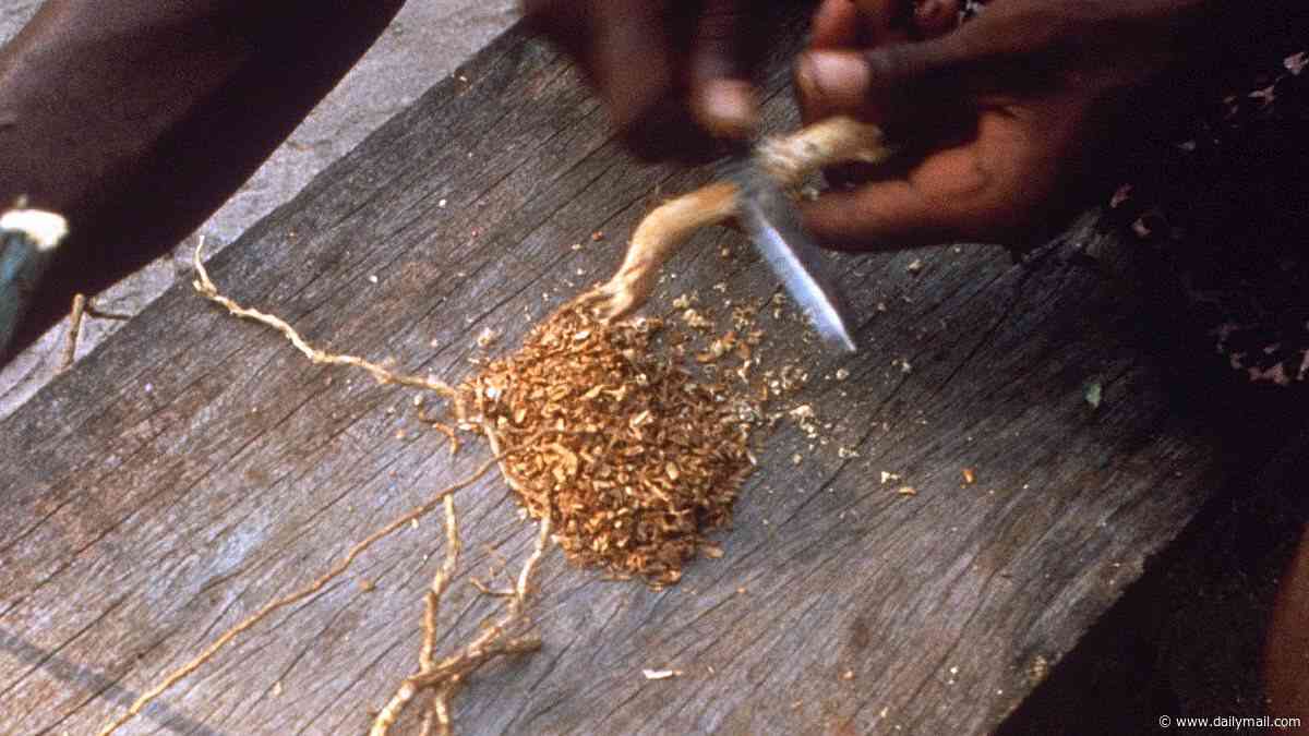 The next ayahuasca? US drug companies are vying to get their hands on a mind-altering root bark used in Gabonese ritual traditions
