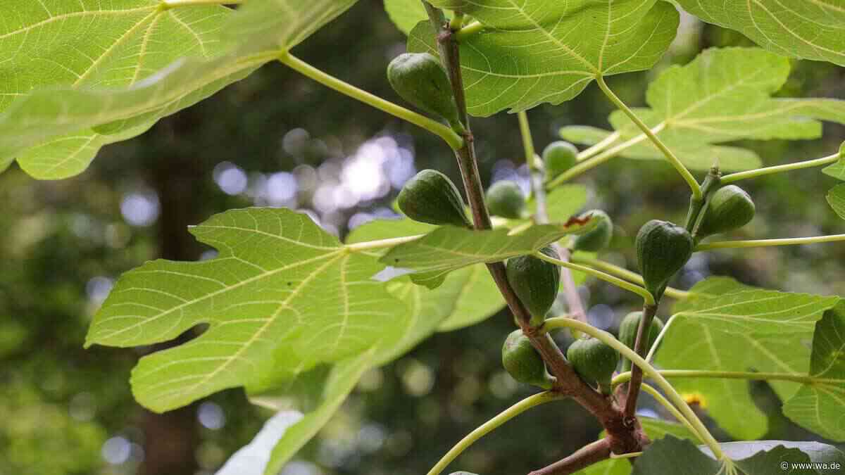 Feigenbaum schneiden: Der richtige Zeitpunkt für eine reiche Ernte