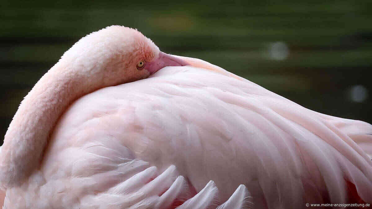Urlauber nimmt Flamingo mit in sein Hotelzimmer, „Peachy“ verliert acht Federn – Jahrelange Haft droht