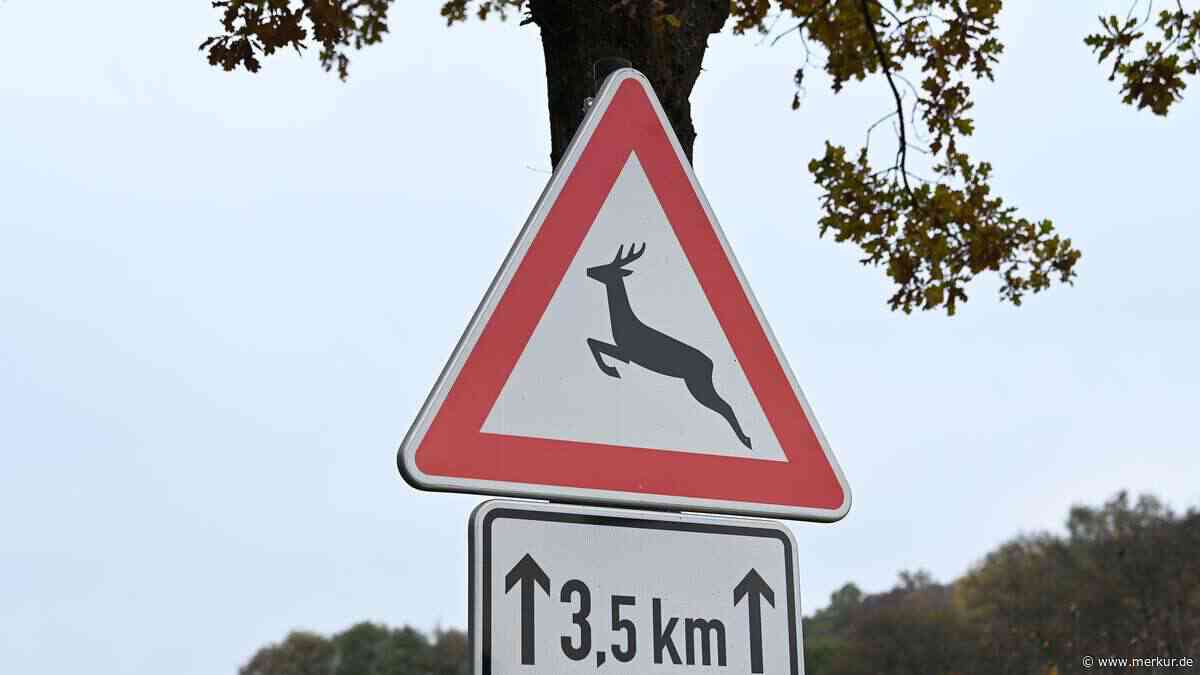 Rennradfahrer prallt mit Reh zusammen