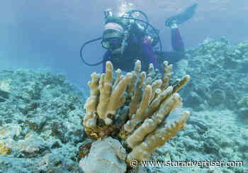 ‘Reef into rubble’: Teams work to restore coral reefs after hurricanes