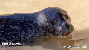 Seal 'doing well' after cataract operation