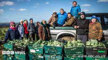 Gleaning group gives £1m of produce to food banks