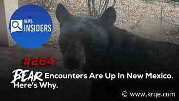 Bear Encounters Are Up In New Mexico. Here's Why.