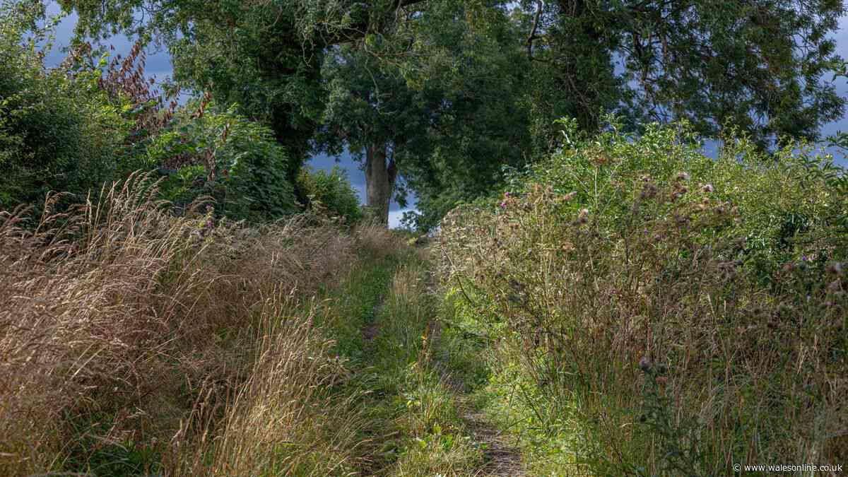 Councillors want overgrown grass cut more often - but it will come at a cost