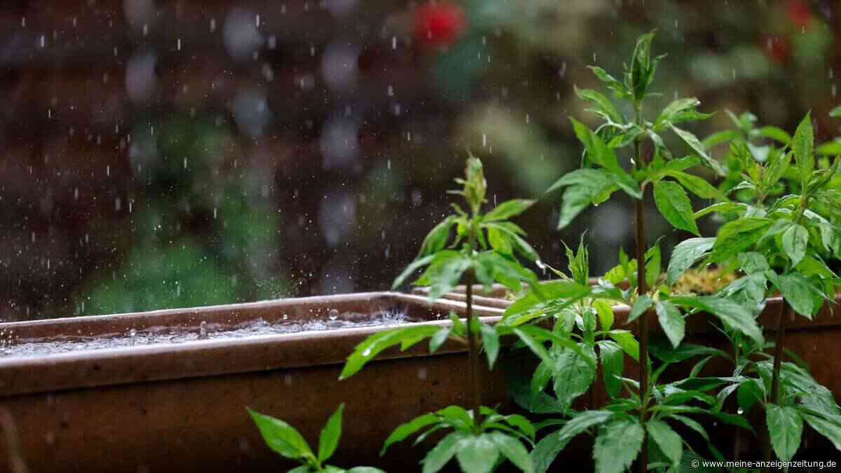 Wie ein Regengarten Ihr Haus vor Überschwemmungen schützt