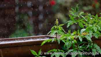 Wie ein Regengarten Ihr Haus vor Überschwemmungen schützt