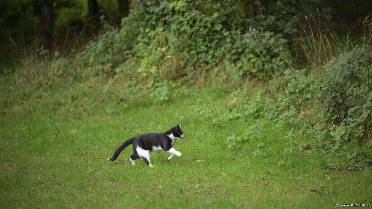 Tödliches Drama in Norditalien: Anwohnerin hört Schuss und findet eine tote Katze
