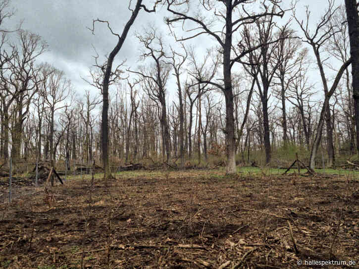 7.330 Bäume für die Dölauer Heide: Stadt lädt zur Pflanzaktion ein