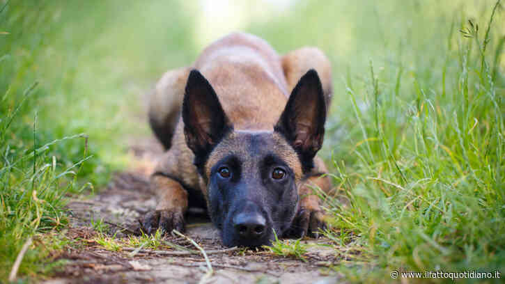 Trova un cane smarrito per strada e chiede 1.000 euro di riscatto alla proprietaria per restituirglielo: coppia denunciata per tentata estorsione