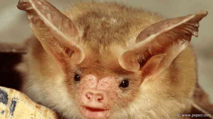 Bat Beauty Contest returns October 24