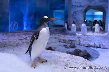 Controversial London indoor penguin enclosure to close after protests