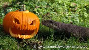 In Hankensbüttel gruseln sich an Halloween auch Otter, Dachs & Co.