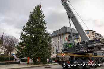 Wann stehen die Weihnachtsbäume in Aue? Stadt nennt Termin