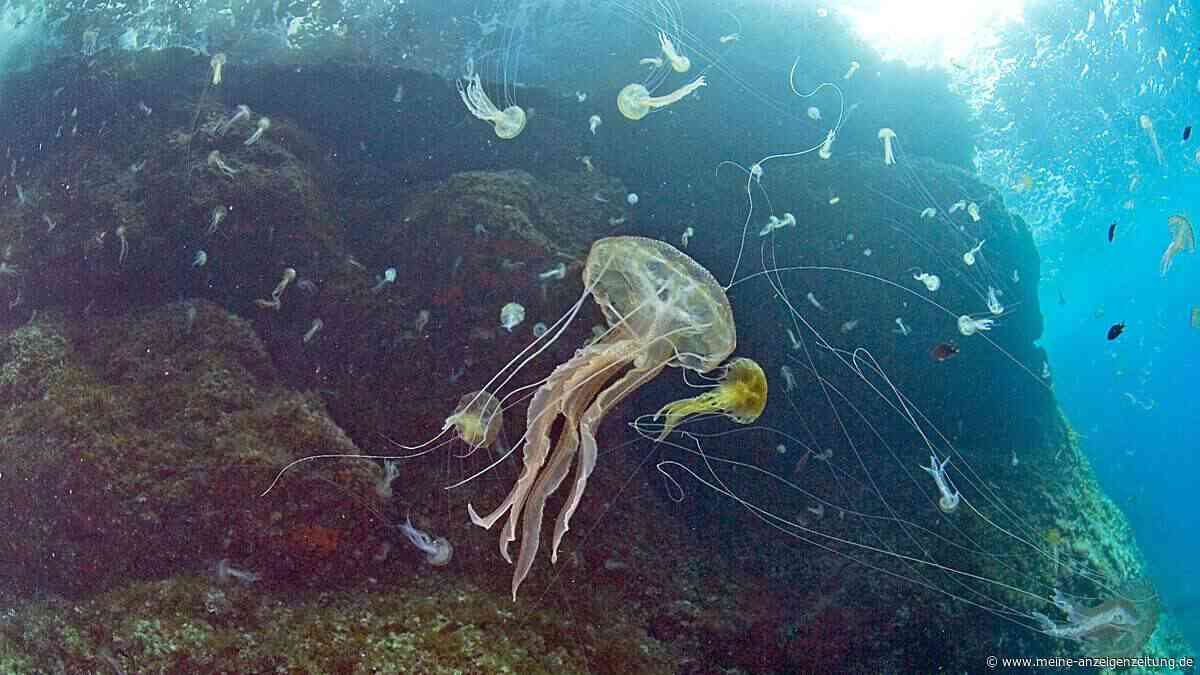 Wie die „Unsterbliche Qualle“ sich verjüngt – und was das für uns Menschen bedeuten könnte