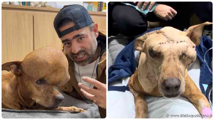 “Non ha mai curato il suo tumore e per diversi anni lo ha tenuto rinchiuso in casa. Quando l’ho trovato in strada, mangiava gli avanzi”: la drammatica storia del cane Archie