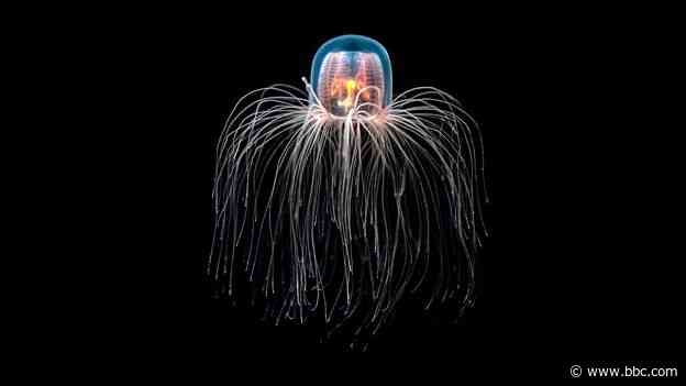 This immortal jellyfish could be about to inspire treatments for diseases of old age