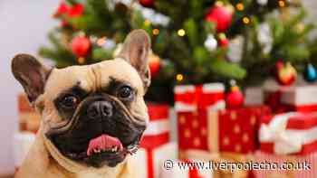 'My fussy Frenchie will only eat these' as dog treats get 15% off for Christmas
