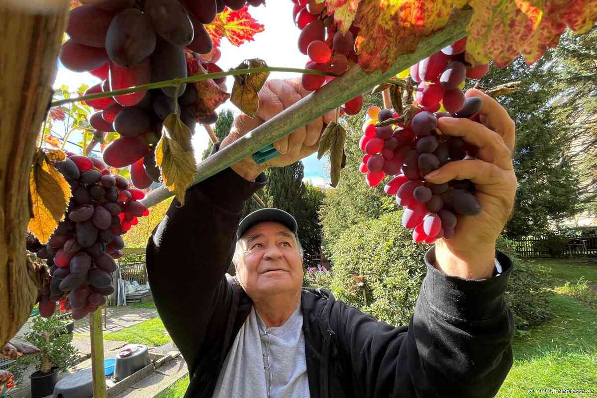 Weinanbau im Erzgebirge: Bulgare erntet 300 Kilo Trauben im Garten neben dem Wohnblock