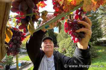 Weinanbau im Erzgebirge: Bulgare erntet 300 Kilo Trauben im Garten neben dem Wohnblock