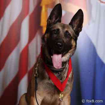 'Never be forgotten': Cleveland police K-9 Ranger dies after cancer battle