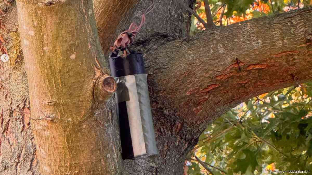 Politie rukt uit voor explosief in boom, maar dat blijkt iets onschuldigs