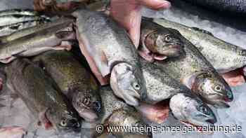 Neue Strategie: EU-Kommission will Kurswechsel bei Fischfang