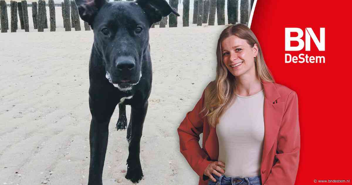 Mijn hond verdween in de mist en wat toen gebeurde, ontroert me nog steeds