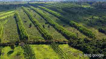 We’re supporting nature restoration through sustainable farming in Brazil.