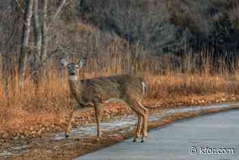 ODWC asks residents to be alert when driving to avoid deer on roadways