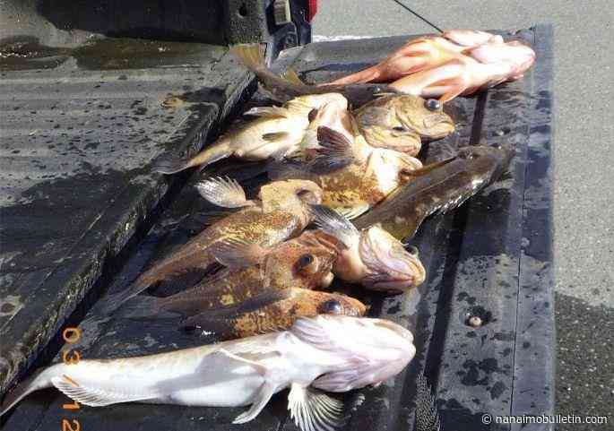 Port Hardy pair fined $8,750 for illegal rockfish fishing